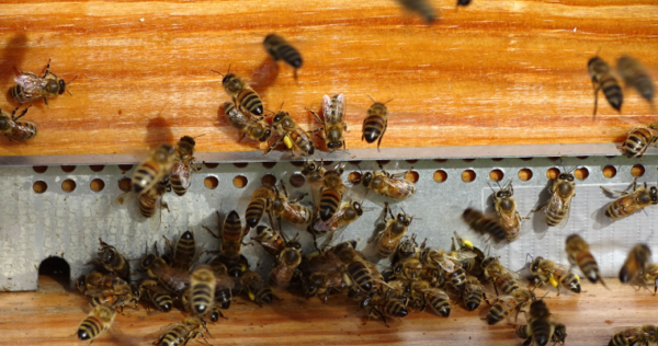 abeilles-sur-ruche