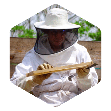 stage-apiculture-ardeche