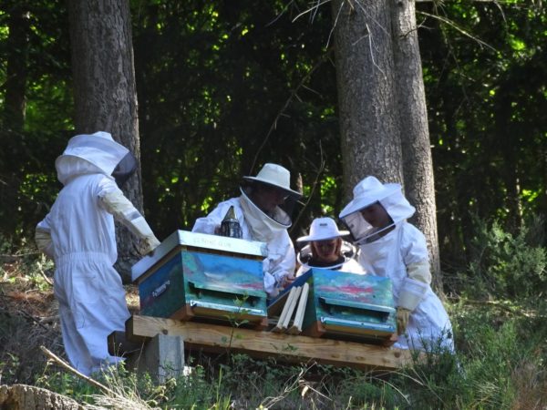 formation-apiculture-ouverture-de-la-ruche