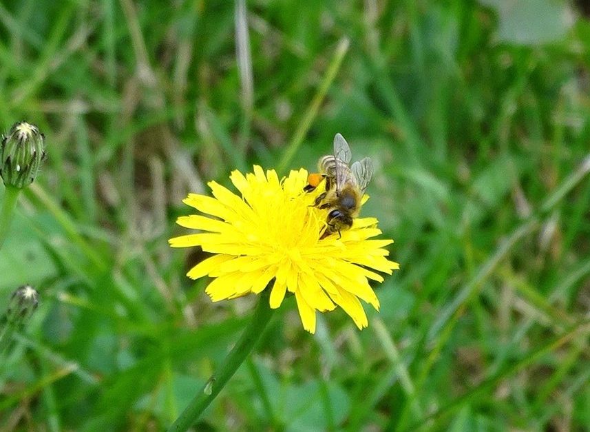 Ce que l’observation m’a appris