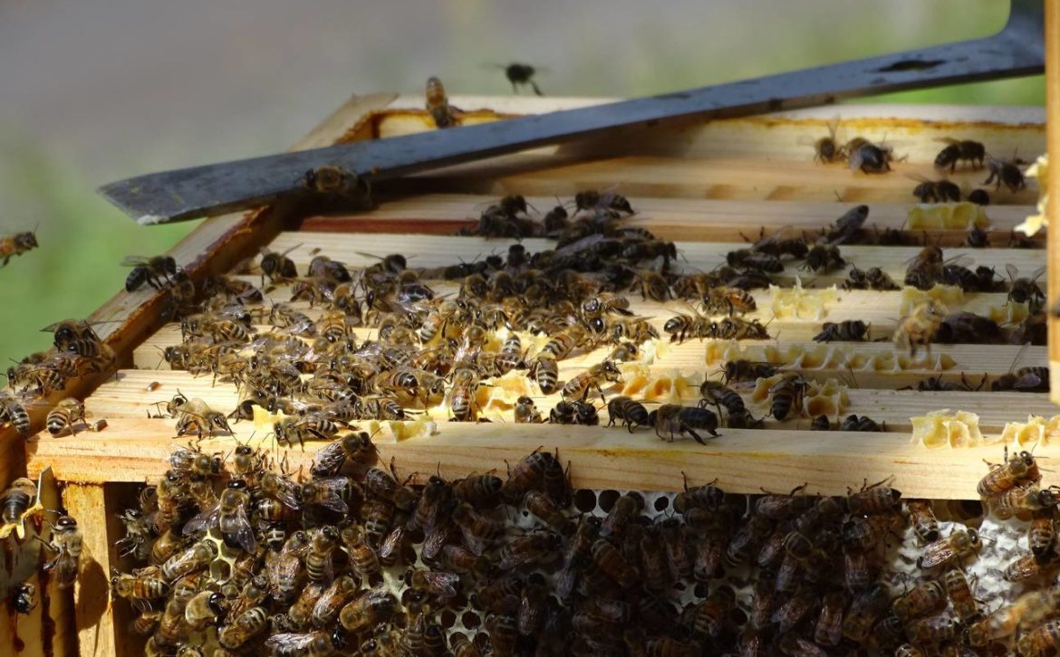 abeilles-sur-cadres