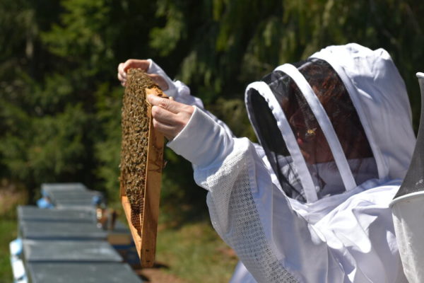 formation-apiculteur