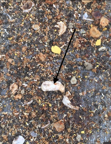 Observations sous le plancher de la ruche