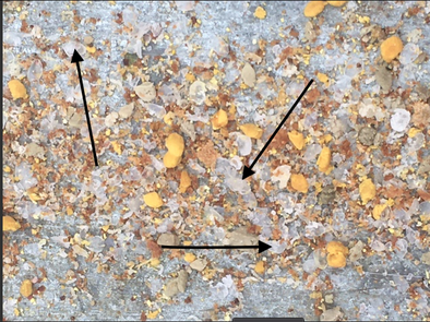 Observations sous le plancher de la ruche