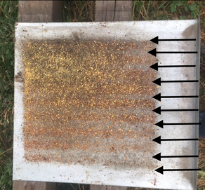 Observations sous le plancher de la ruche