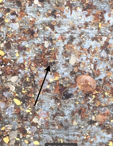 Observations sous le plancher de la ruche