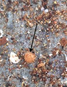Observations sous le plancher de la ruche