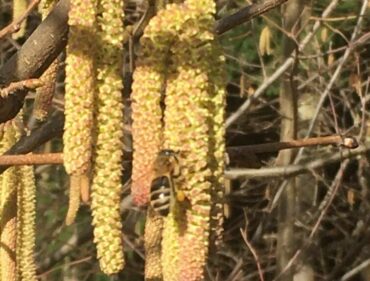 un-annee-apicole-noir-pollen