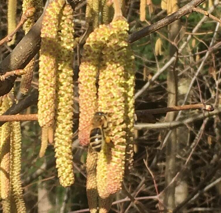 un-annee-apicole-noir-pollen